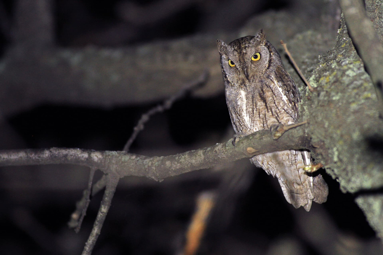 Hibou Petit duc